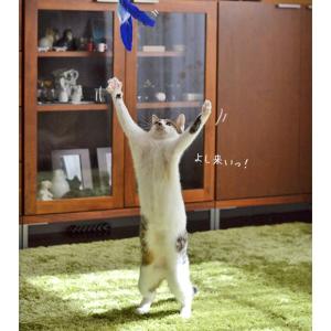 猫 おもちゃ 猫用品 iCat FLYING ...の詳細画像4