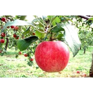 否バラ詰め 青森県産【B級品・サンふじ・20kg（20キロ）用 木箱 サイズ