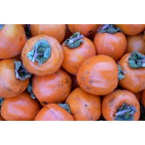 【福島産 中玉  蜂屋柿（渋柿）約10ｋｇ（約40〜45個前後）×２箱】