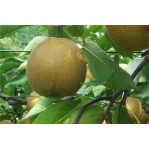 予約 10月上旬出荷予定】秀品 大門梨 低農薬 有機栽培 新高 10kg 富山