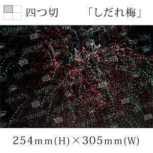 石原 健哉 フォト 四つ切 作品 しだれ梅 （ 2004年 愛知県岡崎 ） 額付き｜iga-ichi