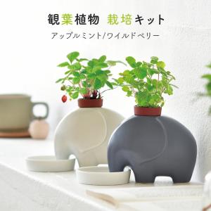 栽培キット  室内 栽培セット エレプラント プレゼント ギフト 陶器 エレプラント 聖新陶芸 ハーブ アップルミント ワイルドストロベリー SEI 父の日 母の日｜igusakotatu