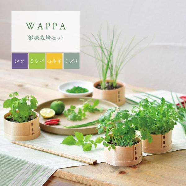 栽培キット WAPPA シソ ミツバ コネギ ミズナ 栽培セット わっぱ 曲げわっぱ 木製 ワッパ ...