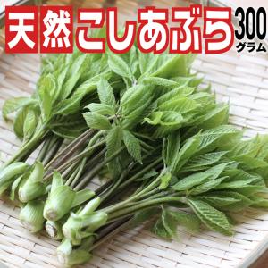 猟師じゃないと採れない山菜　山形県飯豊町産【天然こしあぶら】300ｇ希少だから予約のみの販売です【東北関東送料無料】｜飯豊町特産品ショップ