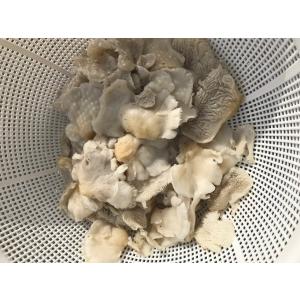 天然キノコ 塩漬け（塩蔵）アミ茸（あみ茸・網茸）2025年産 300g