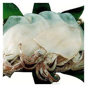 干物 白いか一夜干