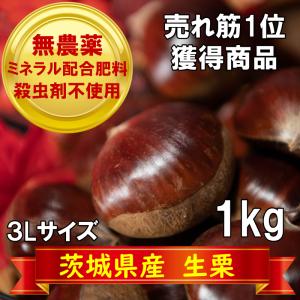 栗 生栗 和栗 茨城県産 1kg 3L 無農薬 殺虫剤不使用 プレゼント 冷凍保存可能