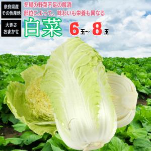 白菜 はくさい 6玉から8玉入り 奈良県産 長野県産 その他産地｜iimonofes