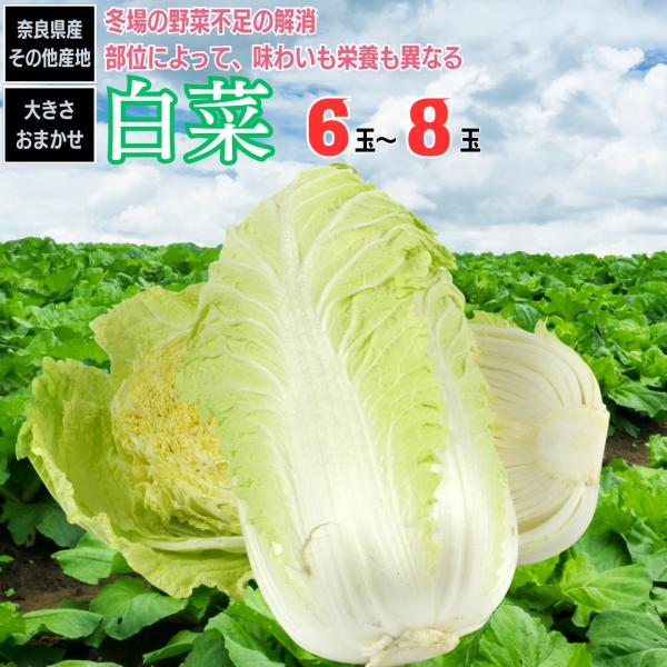 白菜 はくさい 6玉から8玉入り 奈良県産 長野県産 その他産地
