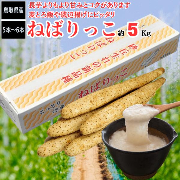 長芋 ねばりっこ 鳥取 5kg 5本〜6本 ながいも