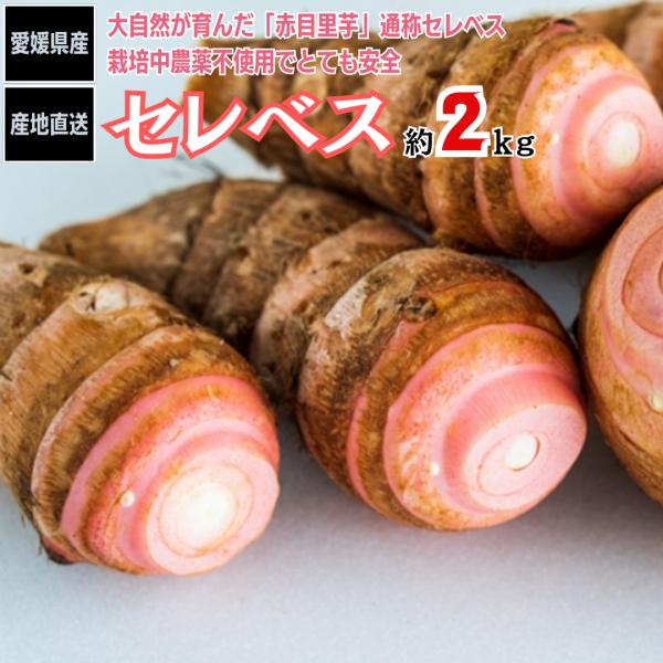 さといも 赤目芋 セレベス 愛媛県産 産地直送 送料無料 ２ｋｇ【A】