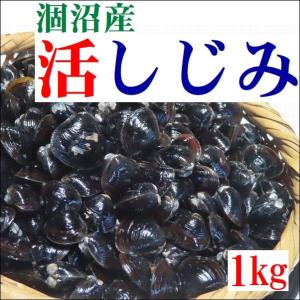 産地直送 茨城県 涸沼産 シジミ 天然活しじみ 1kg 冷蔵 お取り寄せ グルメ ギフト お味噌汁 酒蒸し｜iimonoshop