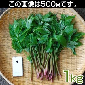 【予約販売】春の山菜 天然赤みず1kg 新潟県奥阿賀産【発送は5月中旬頃〜】
