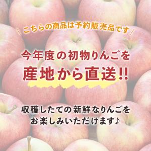 りんご シナノスイート 10kg 予約販売 2...の詳細画像3