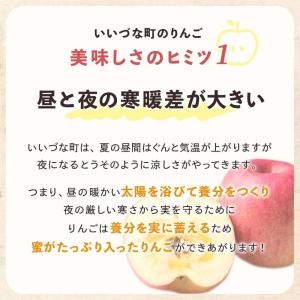 りんご シナノスイート 10kg 予約販売 2...の詳細画像5