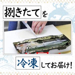 イカ 呼子のイカ 活き造り 3杯(1杯150g...の詳細画像5