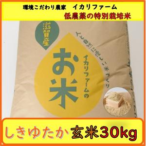 ５年産　しきゆたか　玄米　３０ｋｇ　「近江米」　&lt;送料無料&gt;　「もちもち」食感で食べごたえのある大粒！