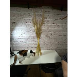 すすき パンパスグラス 黄色 ドライフラワー お...の商品画像