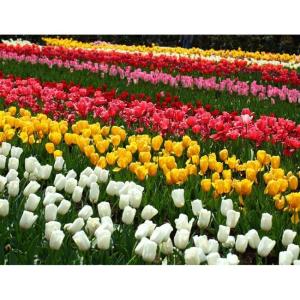 チューリップ 球根 富山産 新品 送料無料 50球 チューリップミックス