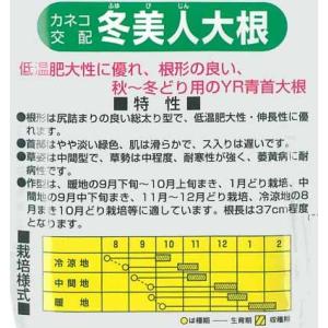 カネコ種苗 ダイコン 種 冬美人 20mlの詳細画像1