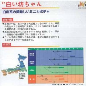 まとめ買い特価 カボチャ 種 白い坊ちゃん 6粒 みかど協和