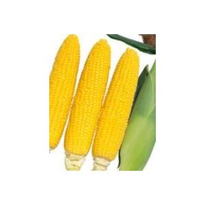 トウモロコシ 種 ゴールドラッシュ 00粒 サカタのタネ Mettleprojects Com Au
