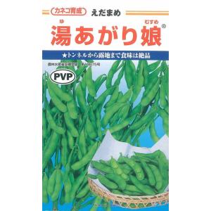 エダマメ 種 湯あがり娘枝豆 45ｍl カネコ育成