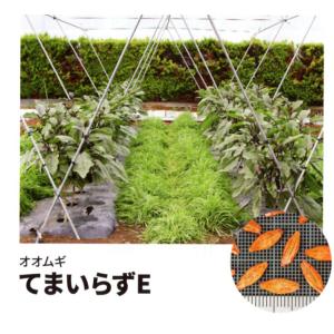 緑肥 大麦 てまいらずE 1kg  カネコ種苗