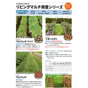 緑肥 大麦 てまいらずE 1kg カネコ種苗の詳細画像1