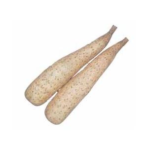 種芋 山芋 ずんぐり太郎 5本