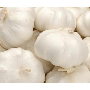 ニンニク　にんにく種子　中国産　山東ニンニク　約1ｋｇ