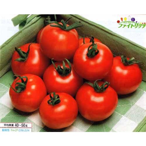 タキイ種苗 中玉トマト 種 フルティカ 1000粒