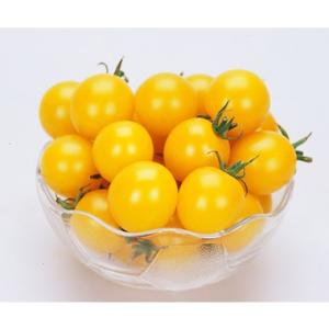 カネコ種苗 ミニトマト 種 イエローミミトマト 1000粒