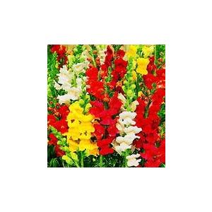 花の種 トーホク 切花用 金魚草 イケダグリーンセンターヤフー店 通販 Yahoo ショッピング