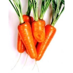 野菜種 ニンジン ひとみ五寸人参 カネコ交配 2ｄl缶 Www Energytribune Com