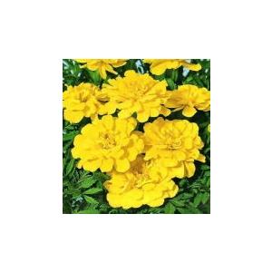 トーホク 花の種 マリーゴールド 高貴ミックス : イケダグリーン
