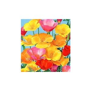 花の種 カリフォルニアポピーの商品画像