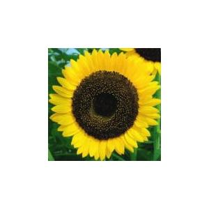 トーホク 花の種　大輪ひまわり