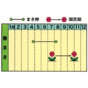 トーホク 花の種 大輪ひまわりの詳細画像1