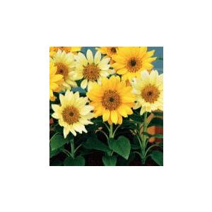 花の種 ミニひまわり 夏物語 イケダグリーンセンターヤフー店 通販 Yahoo ショッピング