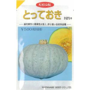 渡辺採種場 カボチャ 種 とっておき 500粒