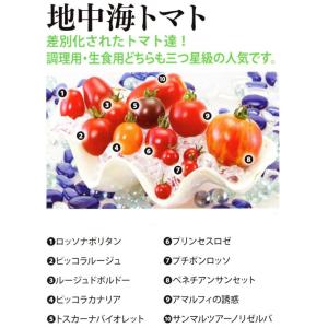 野菜種 ミニトマト ピッコラ ルージュ 100粒 超激安特価