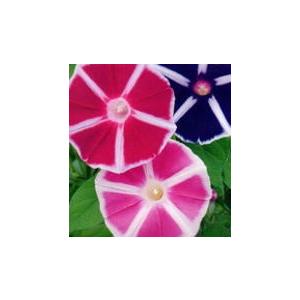 花の種 トーホク 曜白系あさがお メリーゴーランド イケダグリーンセンターヤフー店 通販 Yahoo ショッピング