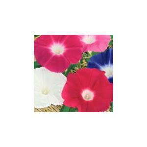 トーホク 花の種 大輪あさがお（混合）