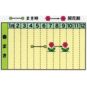 トーホク 花の種 大輪あさがお(混合)の詳細画像1