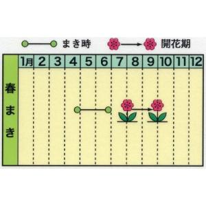 トーホク 花の種 白花夕顔の詳細画像1