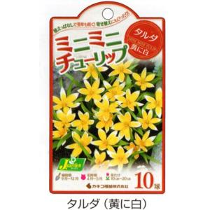 カネコ種苗 チューリップ 球根 ミニミニチューリ...の商品画像