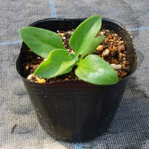 野菜苗 アイスプラント 4株セットの商品画像