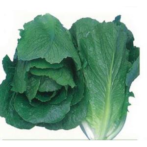 野菜種 ロメインレタス スプラッシュ1号 Lコート5千粒 Maxim Tours Com