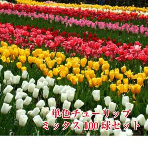 チューリップ 特大球 球根 100球 チューリップミックス 秀逸